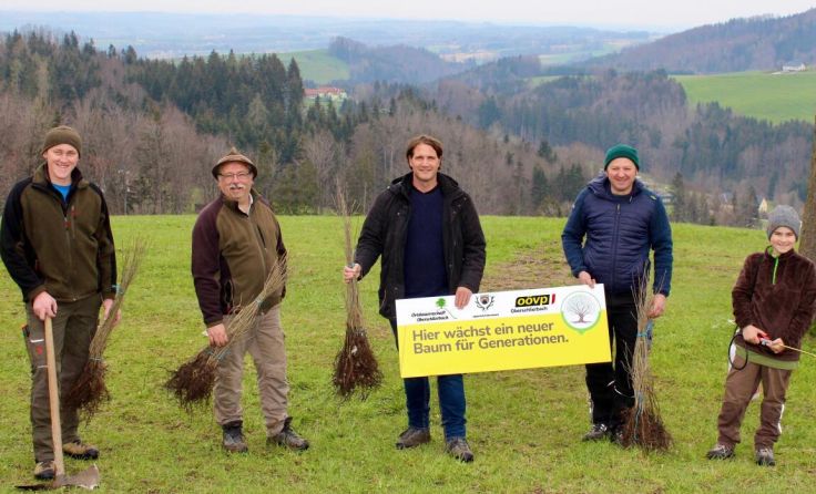 In Oberschlierbach wurden 250 Eichen gepflanzt. (Foto: OÖVP Oberschlierbach)