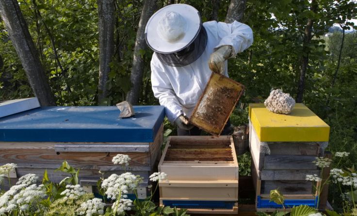 Ein Imker aus dem Bezirk bei seinen Bienenstöcken. (Foto: geh – Gerhard Hütmeyer)