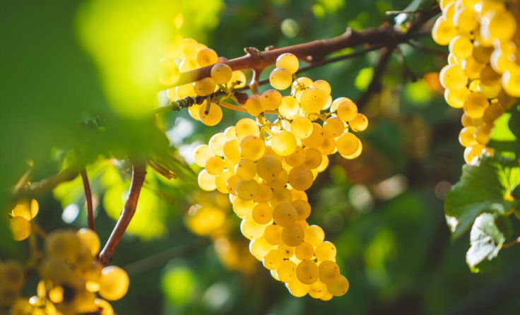 - (Foto: Manuel Venturini / AdobeStock.com)