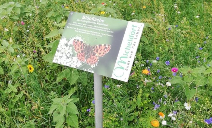 Blühfläche in Micheldorf (Foto: Umweltausschuss)