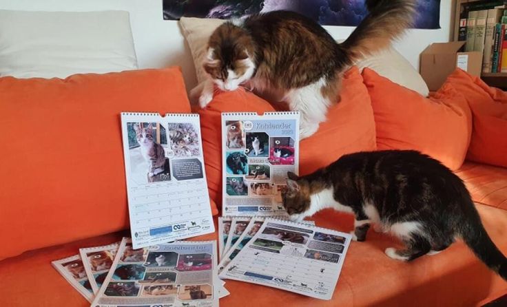 Boris und Ananda mit dem Kalender (Foto: SOS Katze)