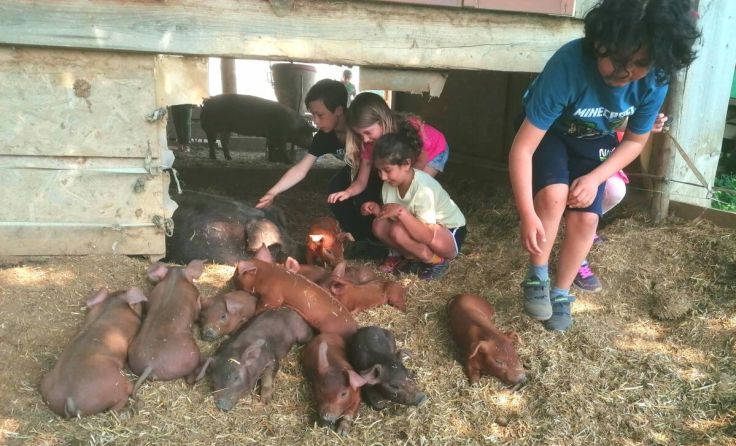 Schweine am Bauernhof hautnah erleben. (Foto: Verein Windischbauer.nHOF)
