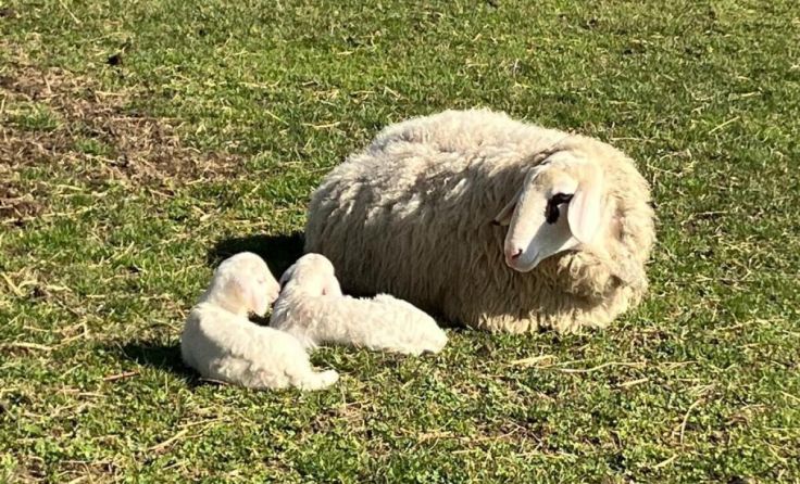 Zwei Lämmer sind in Ried verschwunden. (Foto: Moser)