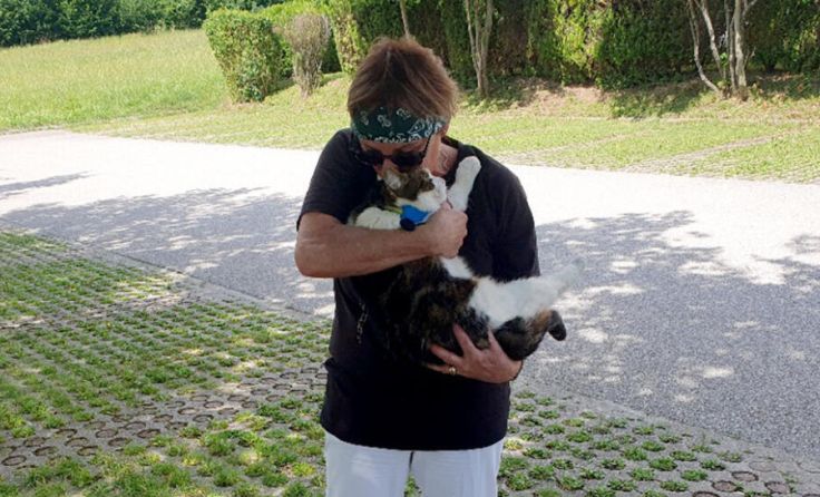 Der Kater wurde angefahren und liegen gelassen. (Foto: Tierparadies Schabenreith / Hofner)