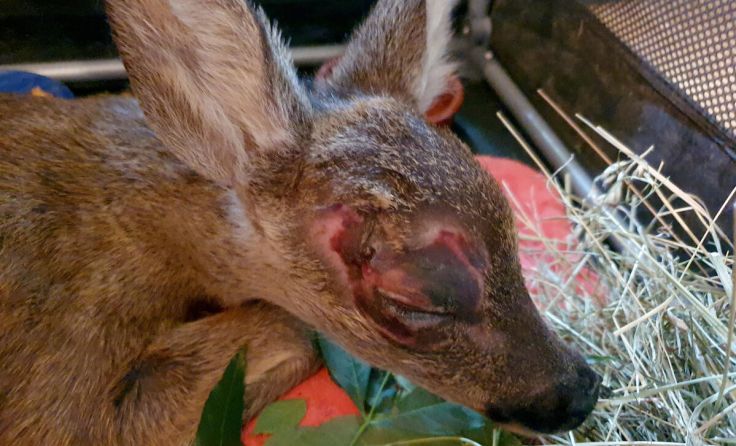  (Foto: Tierparadies Schabenreith / Hofner)