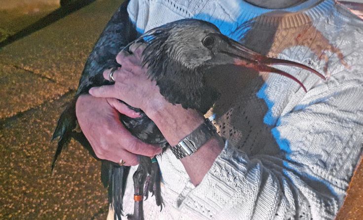 Ein schwer verletzter Waldrapp wurde in Molln gefunden. (Foto: Tierparadies Schabenreith / Hofner)