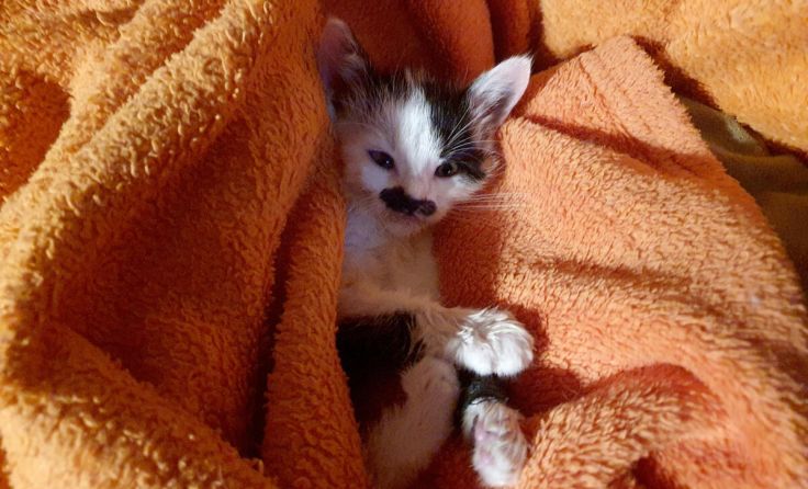 Der Zustand des Katzenbabys ist sehr kritisch. (Foto: Tierparadies Schabenreith / Hofner)