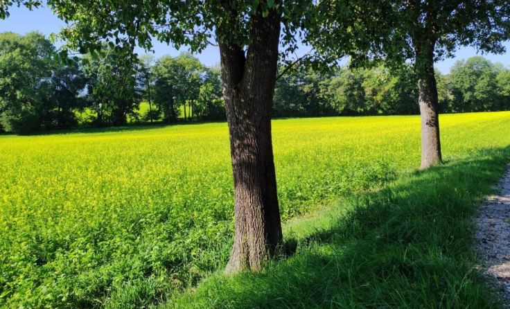 Die Felder sind auch im September farbenprächtig. (Foto: LK OÖ / Huemer)