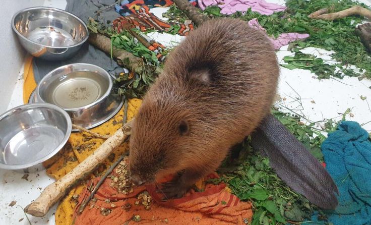 Kirbi konnte gerettet werden (Foto: Tierparadies Schabenreith / Hofner)