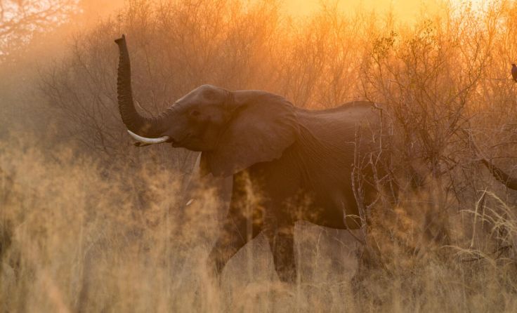 Ein Elefant in Namibia (Foto: focuswelten)