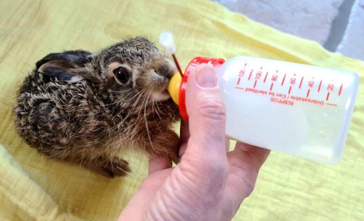 Die Fütterung von Feldhasenbabys ist kompliziert. (Foto: Tierparadies Schabenreith / Hofner)
