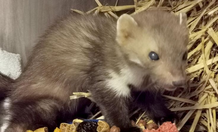Das Tierparadies rettete einen Marder. (Foto: Tierparadies Schabenreith / Hofner)