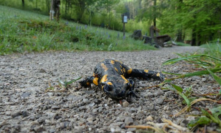 Ein adulter Feuersalamander am Weg im Himmelreichbiotop in Micheldorf (Foto: Werner Bejvl)