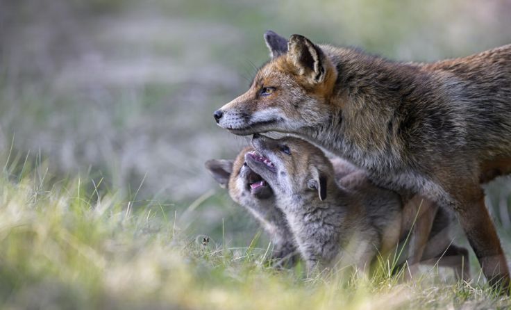 Fuchs (Foto: MH-Photography)