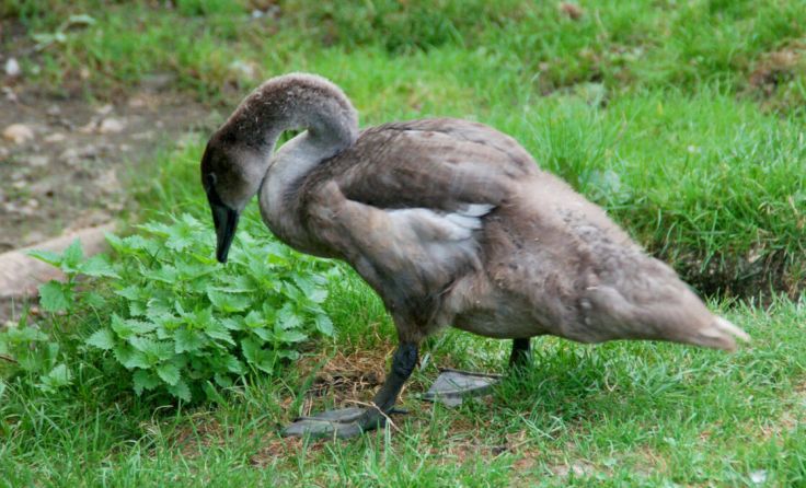Schwanenkind Winifred (Foto: Tierparadies Schabenreith / Hofner)