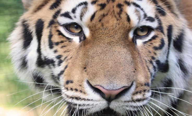 Der Sibirische Tiger Thambi lebt nun im Zoo Schmiding. Foto: Zoo Schmiding
