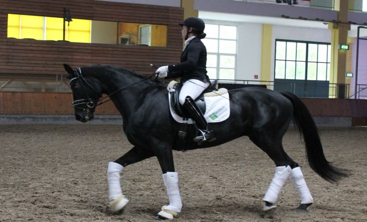 Kompetenzzentrum für Pferdesport. Foto: Paltinger