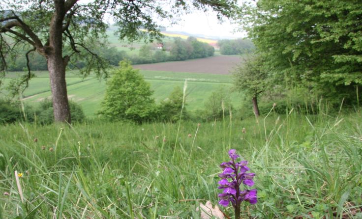Orchis morio auf den Schlierwandwiesen in Sulzbach. Foto: Verschönerungsverein