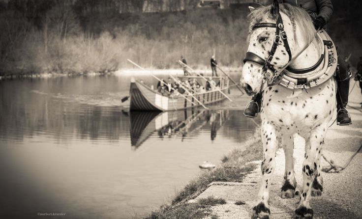 Der Trauner wird von Pferden flussaufwärts gezogen, Gäste können dabei sein. Foto: N. Krutzler