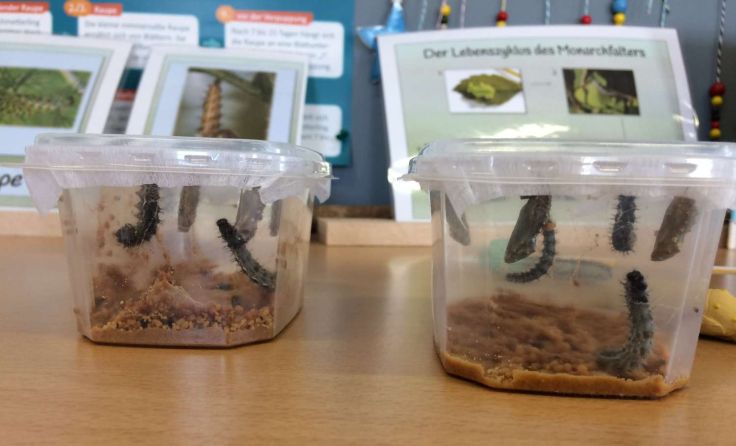 Schmetterlings-Aufzucht in der Schule. Foto: VS