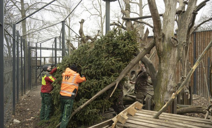Die Teile des Weihnachtsbaumes wurden in die Tiergehege gebracht. (Foto: Stadt Wels)
