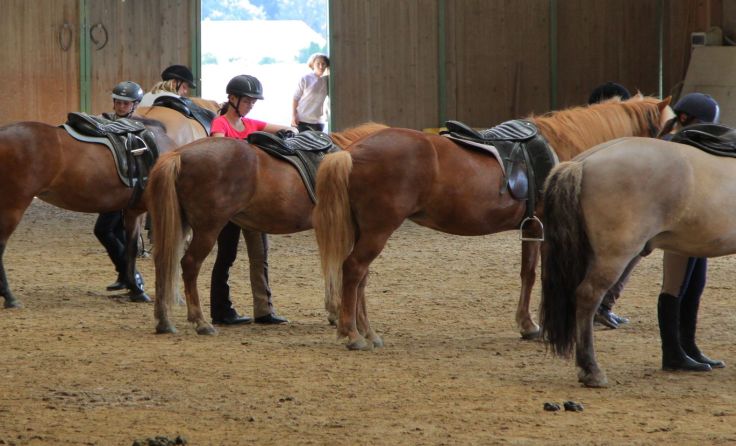 Reiten lernen in der Halle