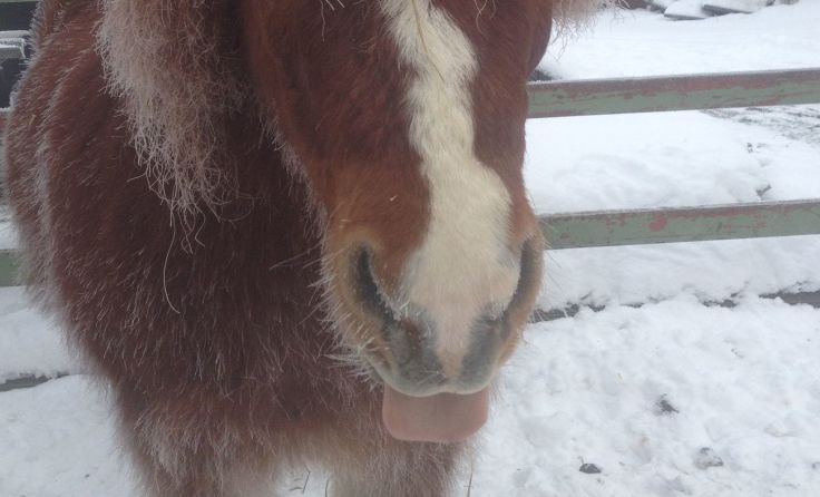 Frostigen Tagen und Ferienlangeweile einfach die Zunge zeigen