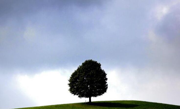 Schüler pflanzen Bäume für Klimagerechtigkeit. Foto: vowe