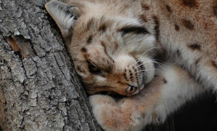 Der Luchs steht im Mittelpunkt des Vortrages von Thomas Engleder. Foto: Limberger