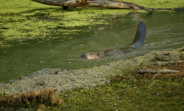 Biber werden auch im Bezirk Freistadt wieder heimisch. Fotos: Jagersberger