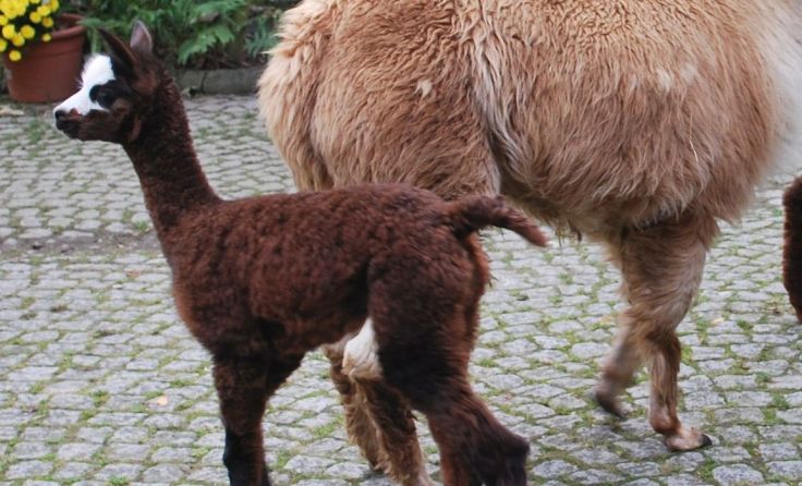 Fotos: Tiergarten Walding