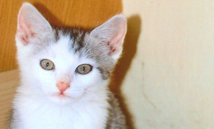 Die Katze "Tapsi" wird vermisst. Ihre Besitzer aus Schweinbach bitten um Infos.