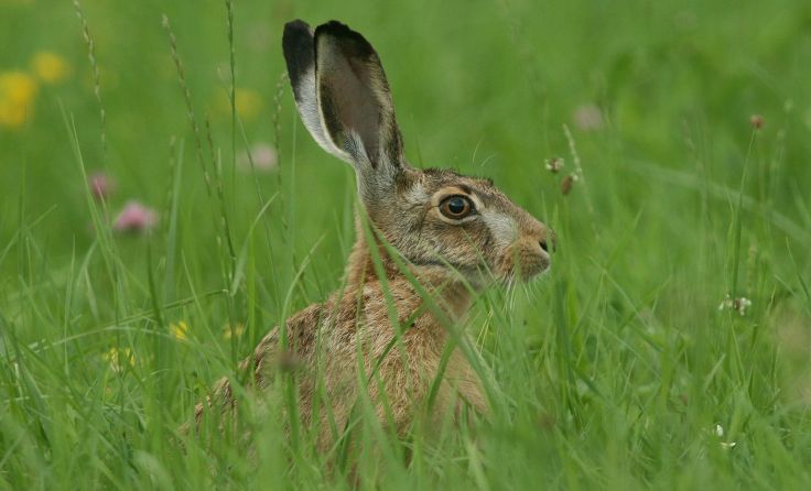 „Natur und Jagd“ heißt es am 9. und 10. Juni in Zwettl an der Rodl. Foto: Josef Limberger