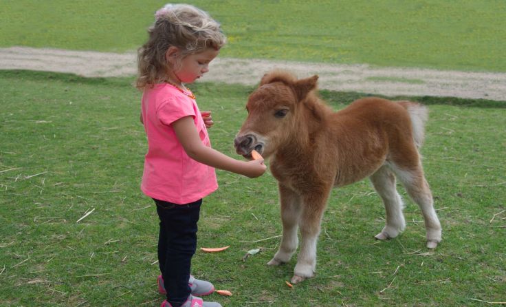 Der Tiergarten Walding lädt am 28. Juli zum Kindersommer ein. Fotos: Tiergarten Walding