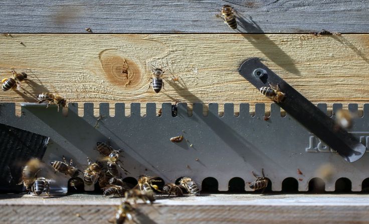 Am 2. September wird das Bestandsjubiläum des Bienenmuseums gefeiert. Symbolfoto: Weihbold