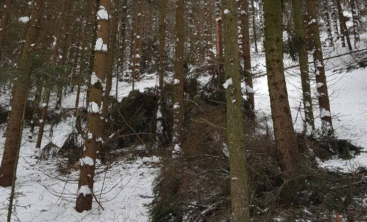 Schneedruckschäden belasten Waldbauern im Mühlviertel. Foto: LK OÖ