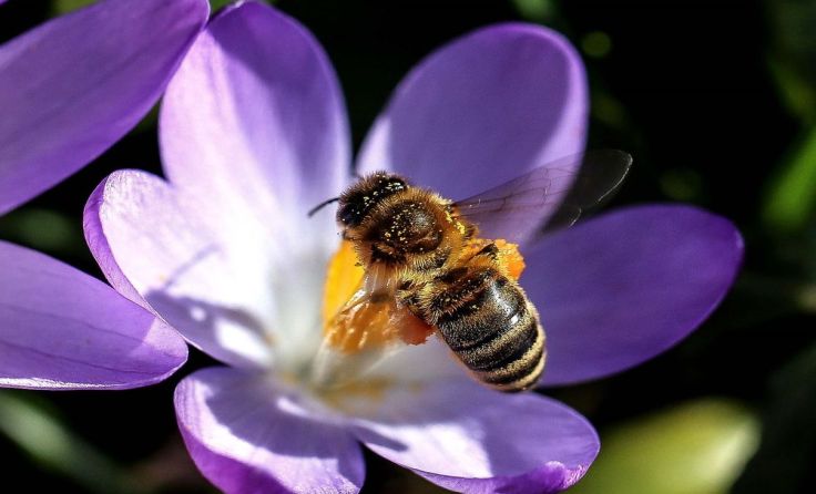 Die Imker aus St. Oswald laden am 16. Februar zu einem Vortrag ein. Symbolfoto: Weihbold 