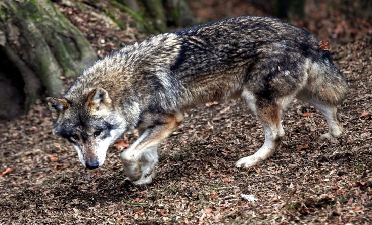 Wolfsriss in Pregarten? Auf das Ergebnis wird noch gewartet. Foto: Weihbold