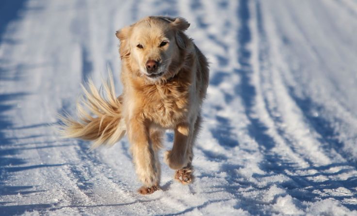 Ärger über freilaufende Hunde im Stadtzentrum Freistadt Symbolfoto: Weihbold