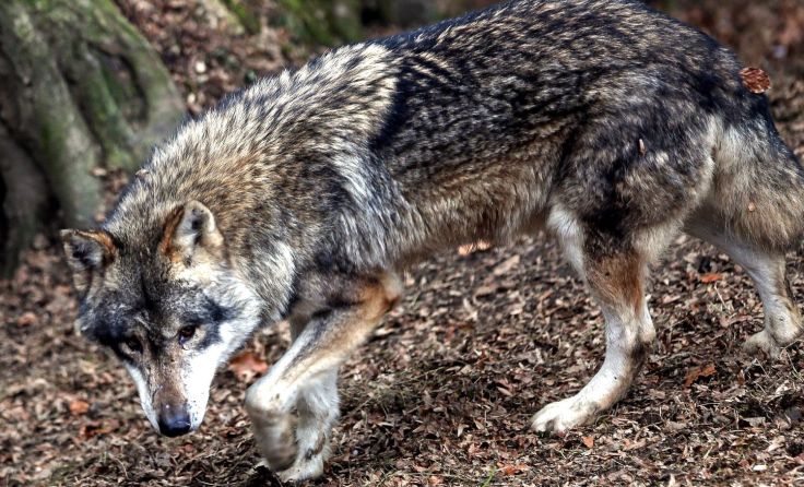 War es der Wolf? In Waldburg wurde ein totes Kalb im Wald gefunden. Symbolfoto: Weihbold 