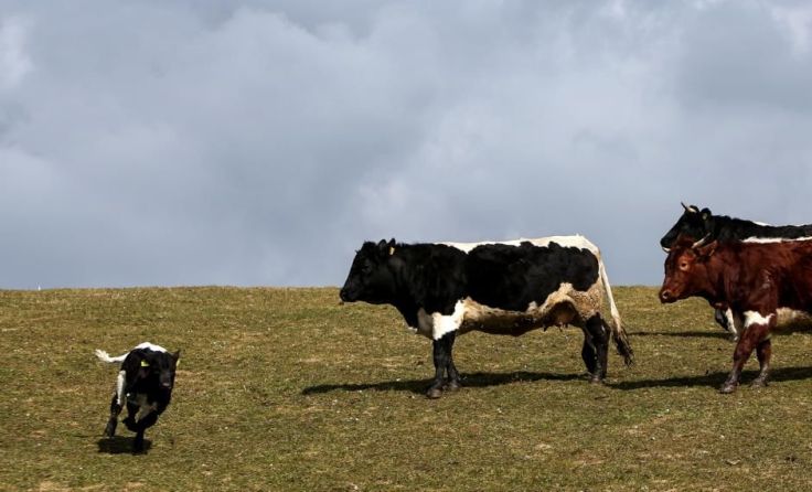Für die Rinderzucht und Rindfleisch-Produzenten spitzt sich die Lage zu. Symbolfoto: Weihbold