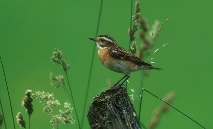 Braunkehlchen Foto: Josef Limberger