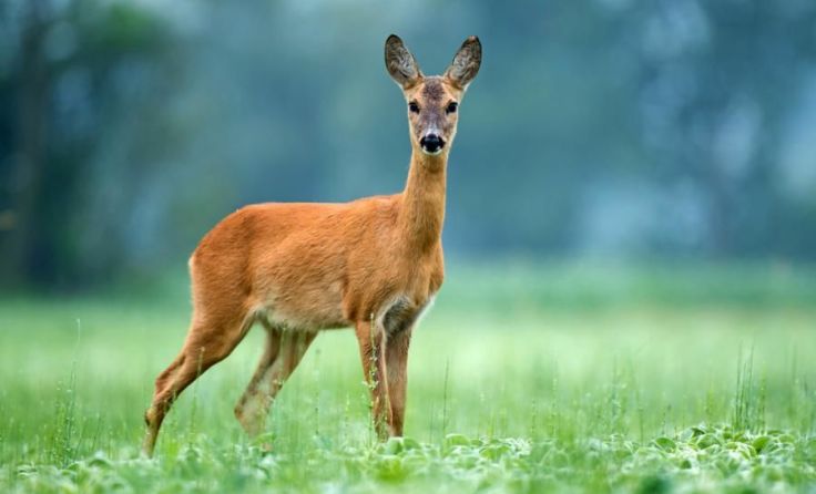 Vorsicht bei Wildwechsel Foto: Soru Epotok/shutterstock.com