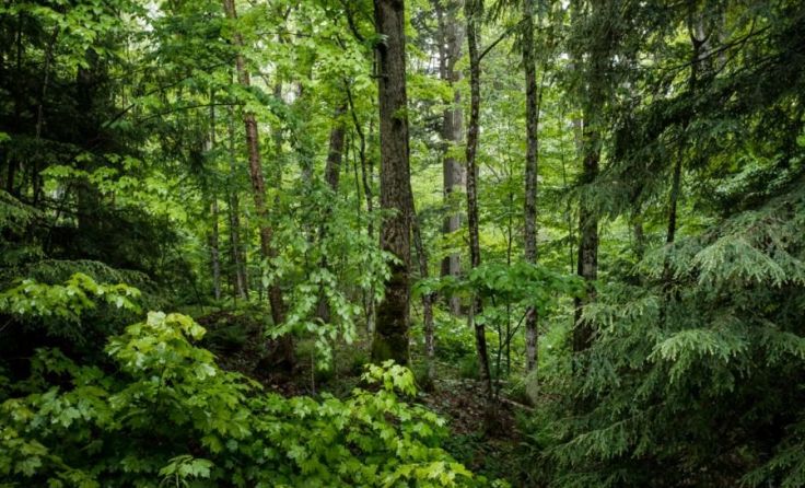 Der Wald im Fokus des EBF Foto: Paul J Hartley/shutterstock.com