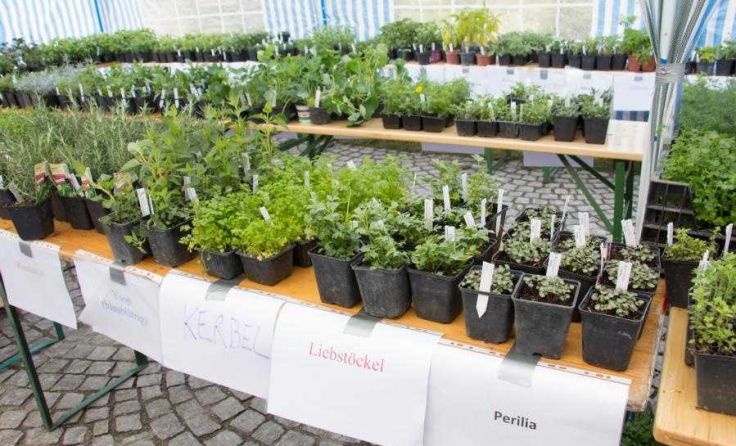 Selbstbedienungs-Pflanzenmarkt Foto: Kräuterkraftquelle Hirschbach