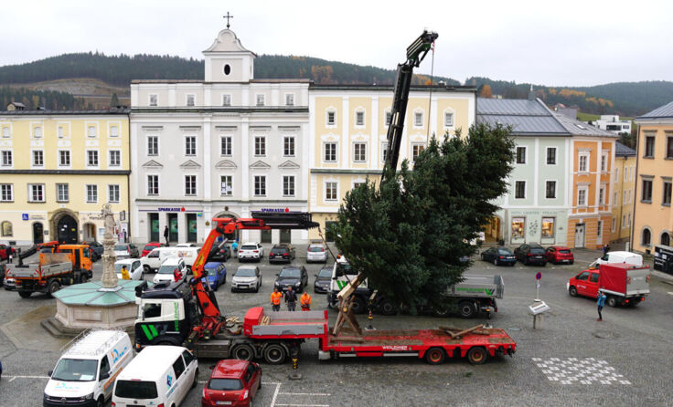 Hurra, der Christbaum ist da! (Foto: Stadtgemeinde Freistadt)