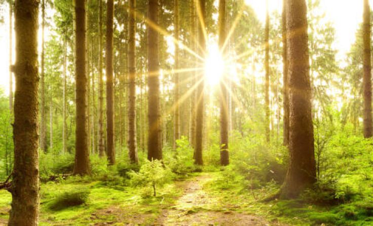 Exkursion in den Wald der Zukunft (Foto: Adobe Stock/Günter Albers)