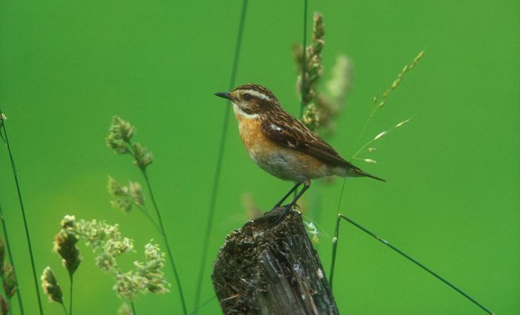 Braunkehlchen (Foto: Josef Limberger)