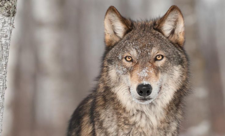 Wolfssichtungen in Sandl (Foto: Symbolfoto: hkuchera/stock.adobe.com)