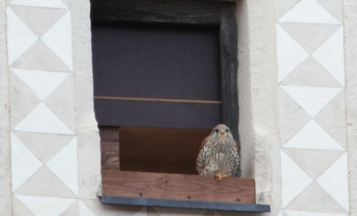 Nisthilfe für Turmfalke in Wartberg (Foto: Konrad Langer)